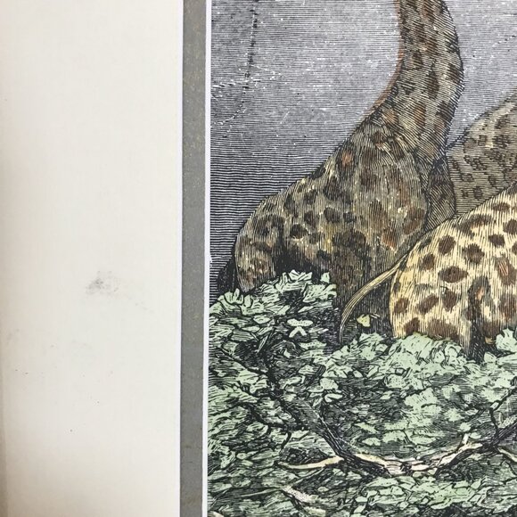 VTG Friedrich Specht "Giraffe" Late 19th Century Woodcut Art Jungle Multi-color - Picture 10 of 12